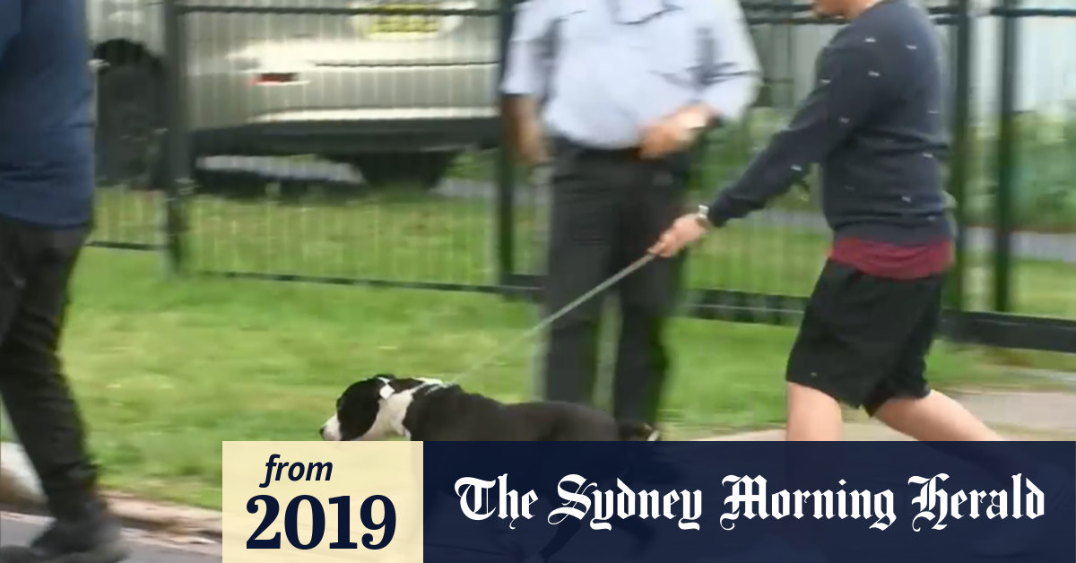 Video Sixyearold girl attacked by dog in Western Sydney